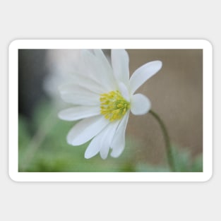 Textured Windflower Sticker